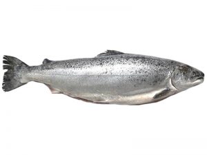 Salmon Norwegian IQF Frozen
