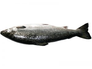Salmon Norwegian Chilled