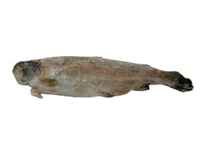 Rainbow Trout Frozen