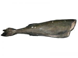 Black Cod (US)