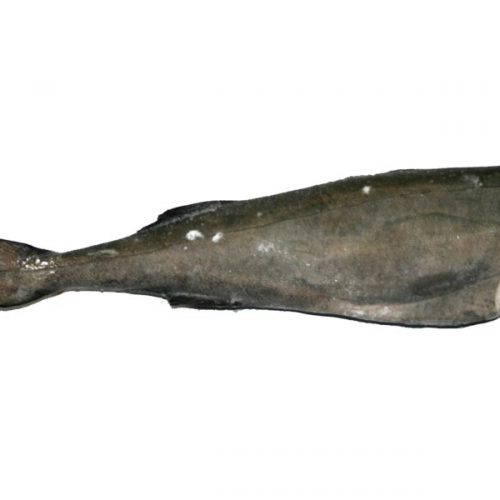 Black Cod (US)