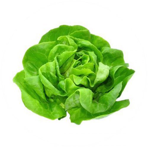Butter Lettuce (Australian)